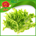 Factory price iceberg lettuce for sale